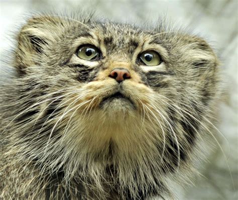 pallas cats endangered.